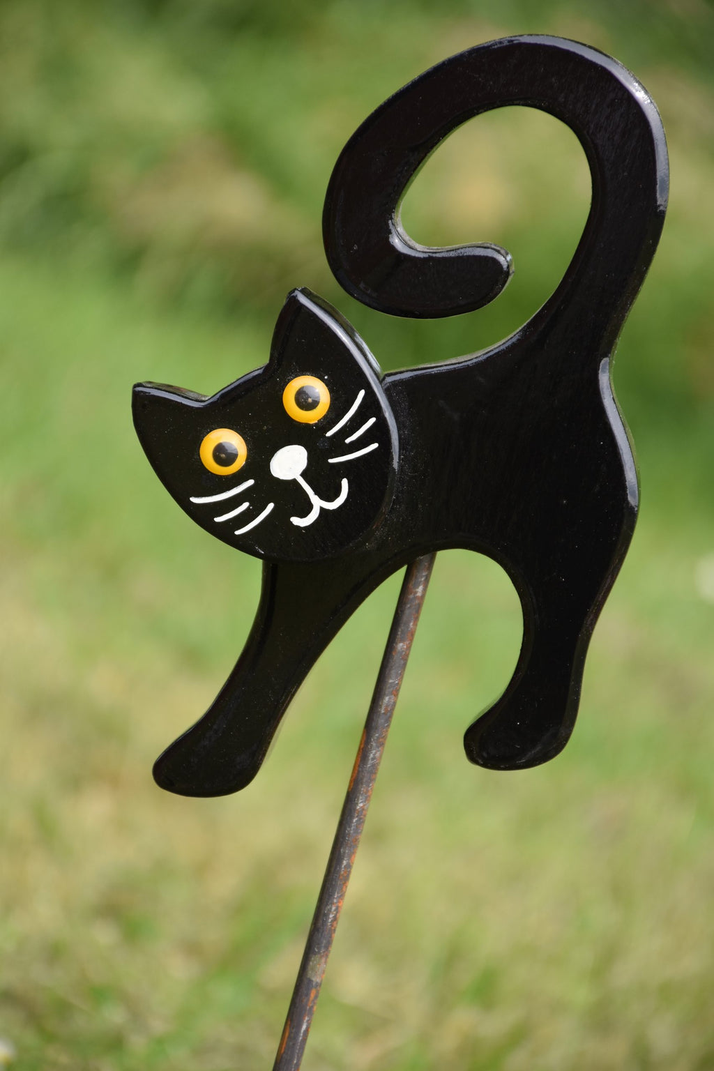 Katze Schwarz
